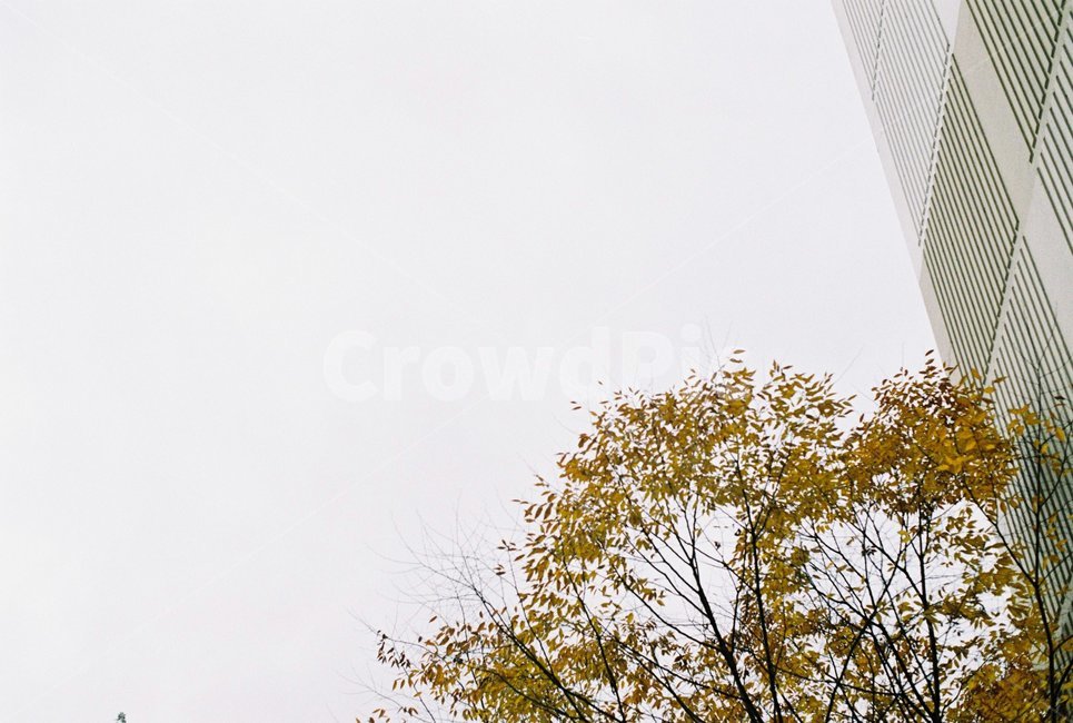 하늘,낙엽,가을,초겨울,나무,가을,계절,fall,autumn,season,식물,자연,plants,nature,나무,trees,wood
