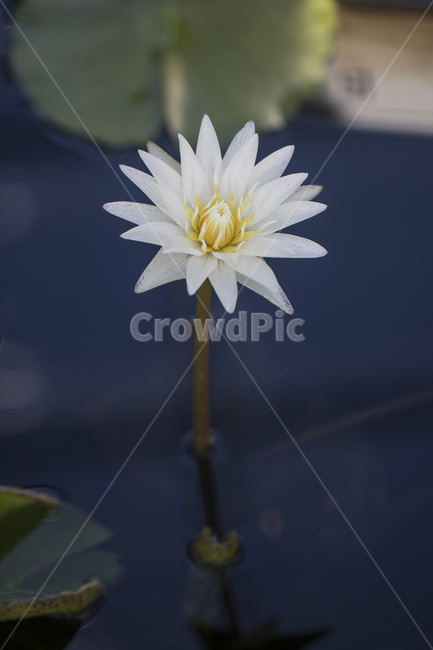연꽃,수련,연못,못,꽃,식물,자연,반영,식물,자연,plants,nature,꽃,flower