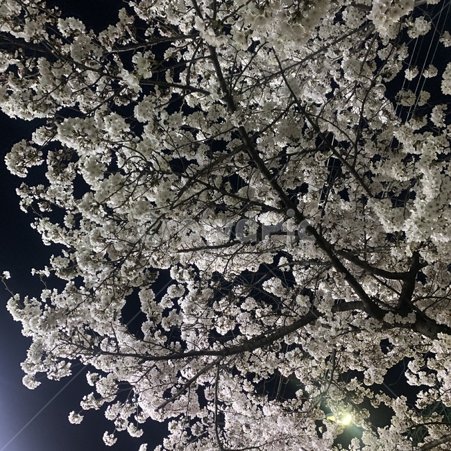 식물,cherryblossom,blossom,벚꽃,꽃,plant,flower
