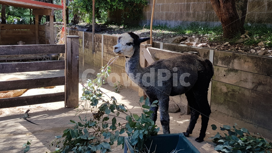 알파카,동물,동물원,울타리,alpaca,라마,animal
