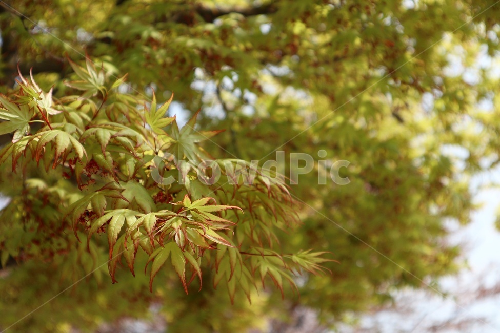 봄,꽃,나무,계절,자연,spring,flower,tree,season,힐링,healing,식물,자연,plants,nature