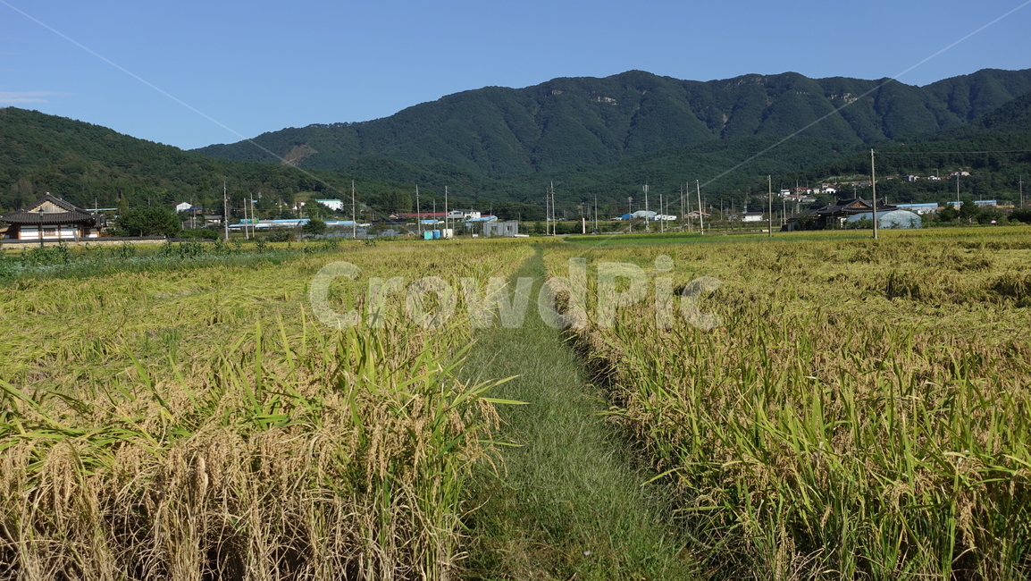 벼,nature,rice,paddyfield,논,자연,가을,추수,yellow,농업,농사,agriculture,farming,farming industry