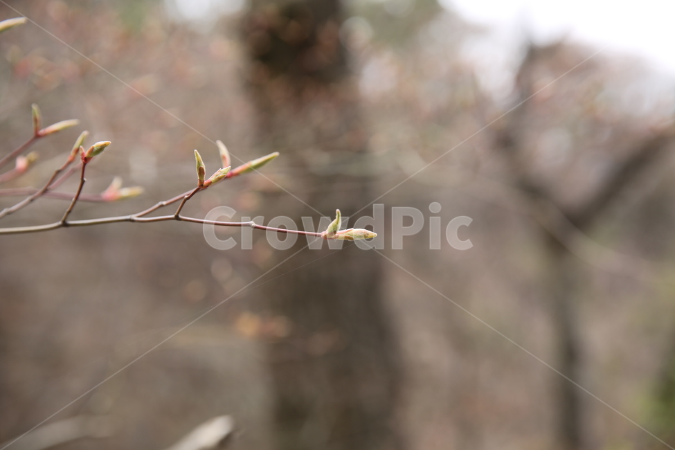 새싹,sprout,plant,식물,싹,bud,flower,blossom,꽃