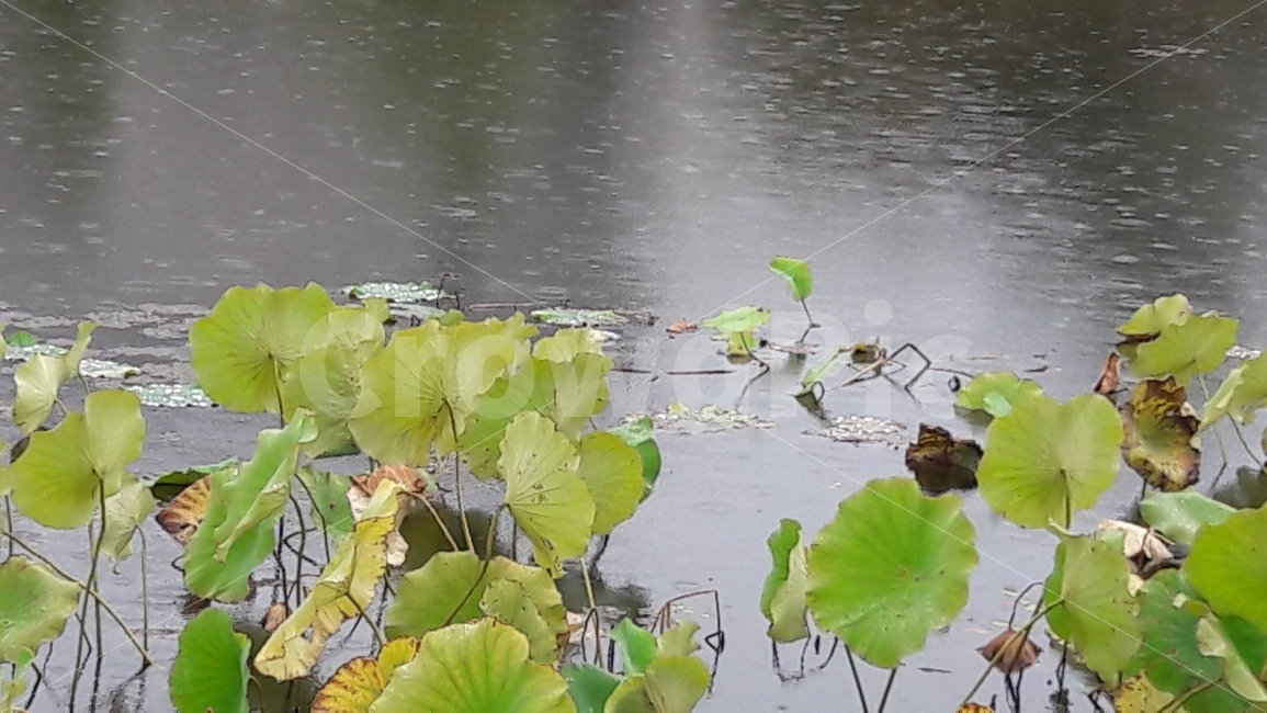 빗방울,연못,연잎,가을,노랑색,자연,풍경,nature,landscape,outdoors,옥외,water,물,plant,식물,land,땅