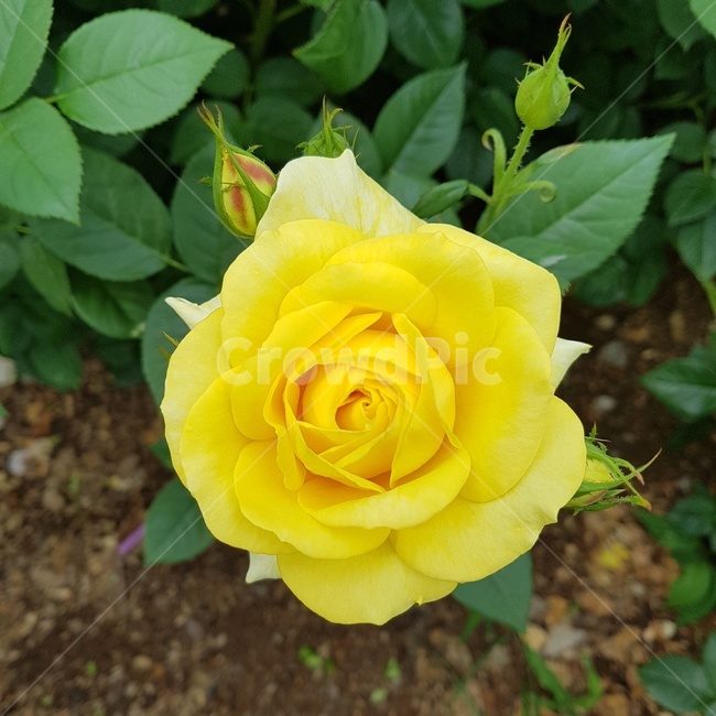 꽃송이,장미,장미축제,로즈데이,꽃다발,하트,love,사랑,자연,계절의여왕,rose,장미향,장미공원,장미무늬
