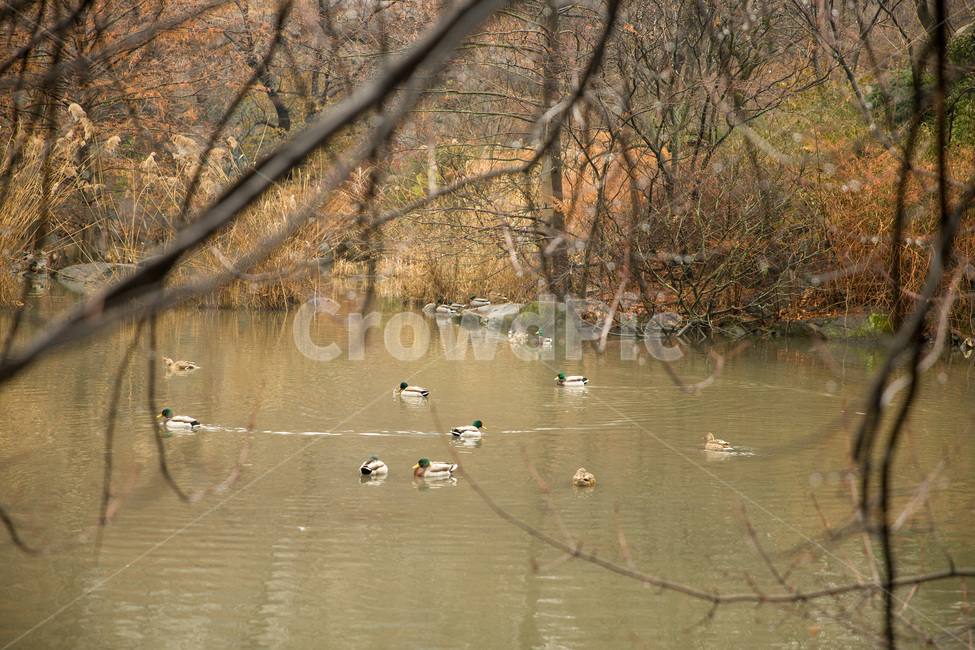 animal,beautiful,beauty,bird,centralparknewyorkcity,duck,green,natural,nature,outdoor,park,pond,water,wild,wildlife,오리,공원,연못,센트럴파크,뉴욕