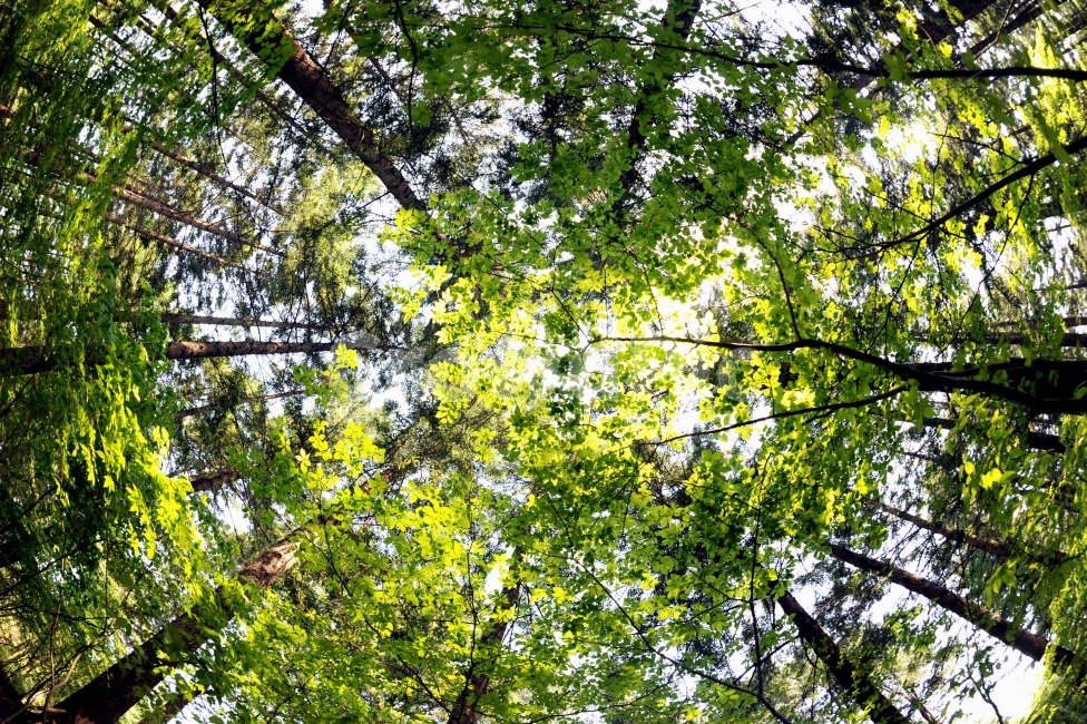 숲,봄,청춘,신록,나무,연록색,새싹,상쾌함,하늘,로우앵글,맑은공기,설레임,사진,희망,전진,창간,청소년,식물,자연,plants,nature,나무,trees,wood,휴식,힐링,rest,relaxation,healing