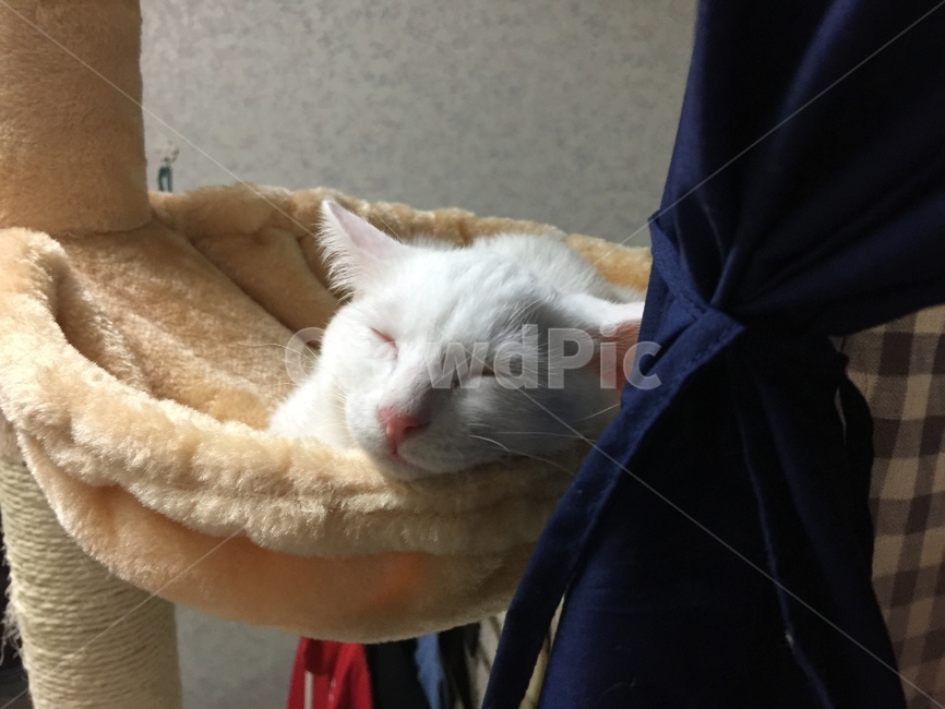 아기고양이,고양이,낮잠,평화,흰고양이,동물,animal,포유류,mammal,고양이,cat,kitten,kitty