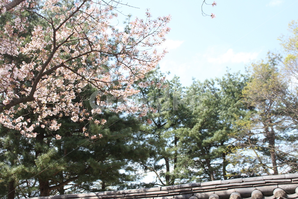 벚꽃,경주,봄,식물,나무,cherryblossom,korea,gyeongju,식물,자연,plants,nature,꽃,flower,나무,trees,wood