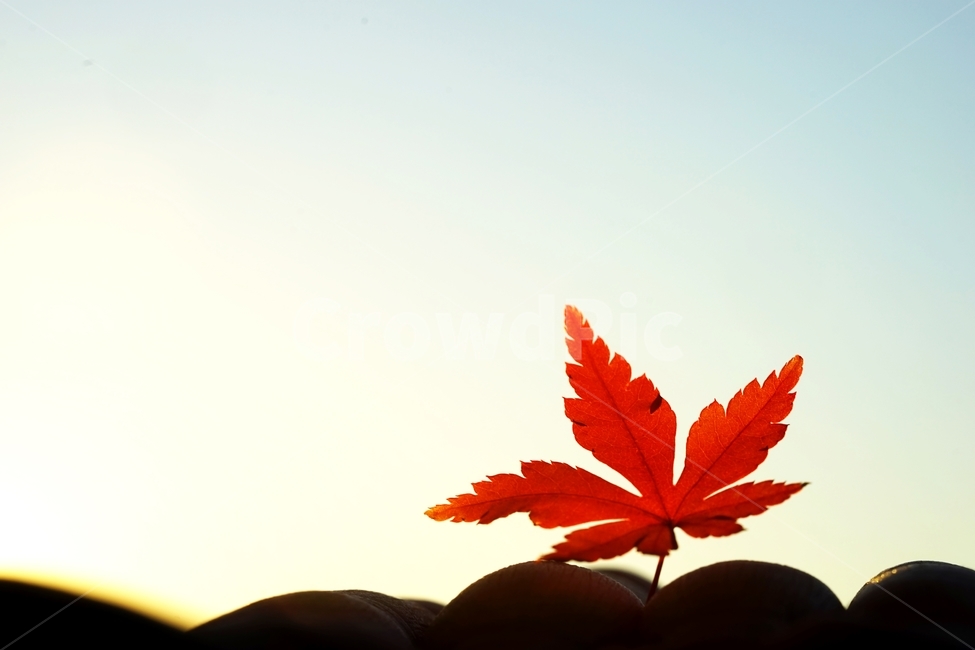 단풍잎,단풍,낙엽,나뭇잎,단풍나무,가을,계절,fall,autumn,season,leaf,잎,plant,식물,tree,나무
