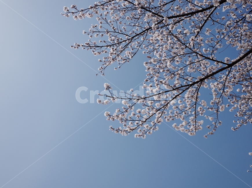 봄,벚꽃,꽃,봄꽃,하늘,나무,꽃나무,벚꽃나무,식물,계절,spring,flower,season,sky,봄,계절,spring,season,자연,풍경,nature,landscape,plant,blossom