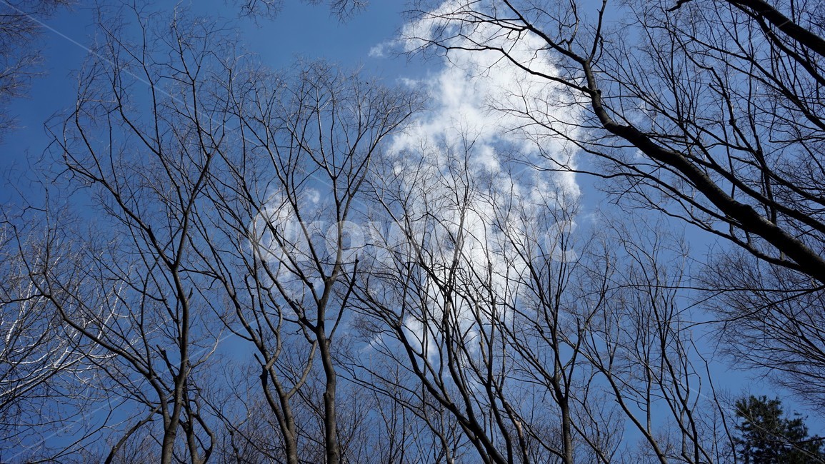 나무,겨울,자연,하늘,파란하늘,계절,나무가지,tree,sky,nature,winter,bluesky,branch,season,solitary,외로움,추위,꽃샘추위,숲,미세먼지없는,실루엣,하늘배경,가지,식물,마른잎,분위기,감성,겨울나무,쓸쓸함,고요,나뭇가지,풍경,겨울,계절,winter,season,식물,자연,plants,nature,나무,trees,wood