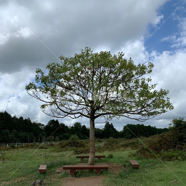 나무,식물,자연,하늘,구름,자연,풍경,nature,landscape,tree,plant,tree trunk,나무 줄기