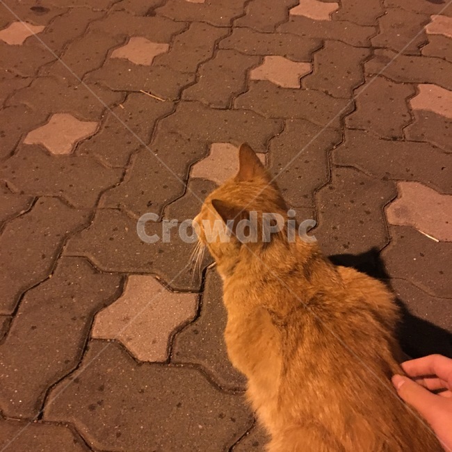동물,고양이,길고양이,길냥이,밤,애교,가로등,불빛,새벽,감성,뒷모습,등
