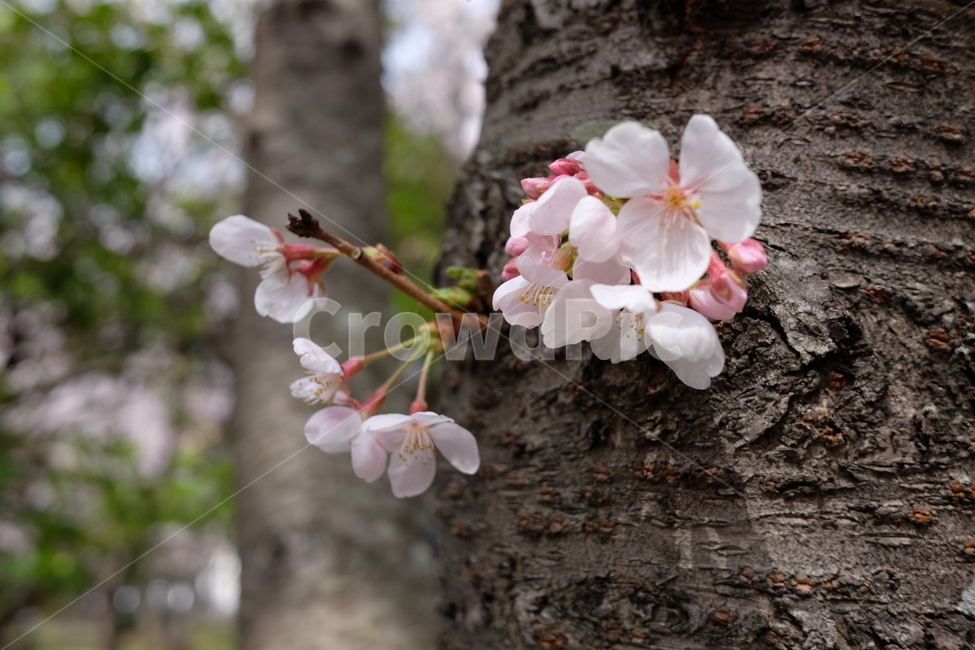 벚꽃,봄,꽃,나무,자연,풍경,봄,계절,spring,season,식물,자연,plants,nature,꽃,flower,plant