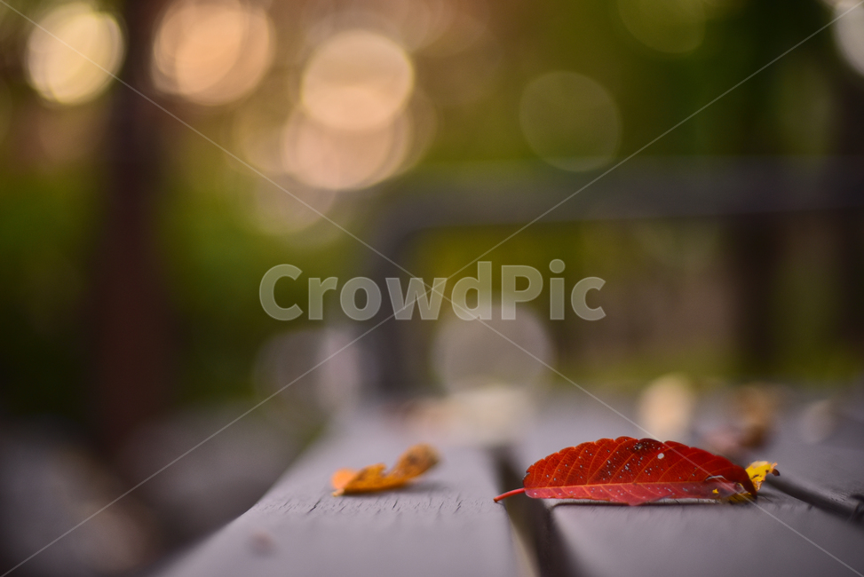 가을,단풍,단풍잎,낙엽,메이플,잎새,보케,빛망울,플레어,bokeh,flare,leaf,잎,plant,식물,해질녘,해질무렵,석양,가을배경,가을분위기,시즌,계절,아웃도어,옥외,야외,season,maple,단풍나무,tree,나무,autumn,fall,가을,계절,fall,autumn,season