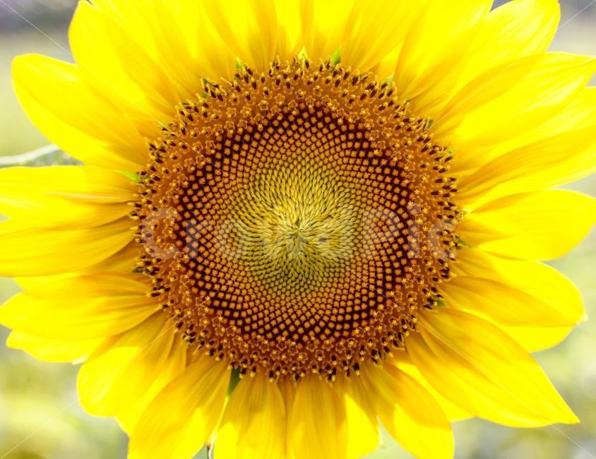 해바라기,꽃,광교호수공원,sunflower,flower,yellow,노란색,여름,계절,summer,season,식물,자연,plants,nature,꽃,flower,plant,blossom