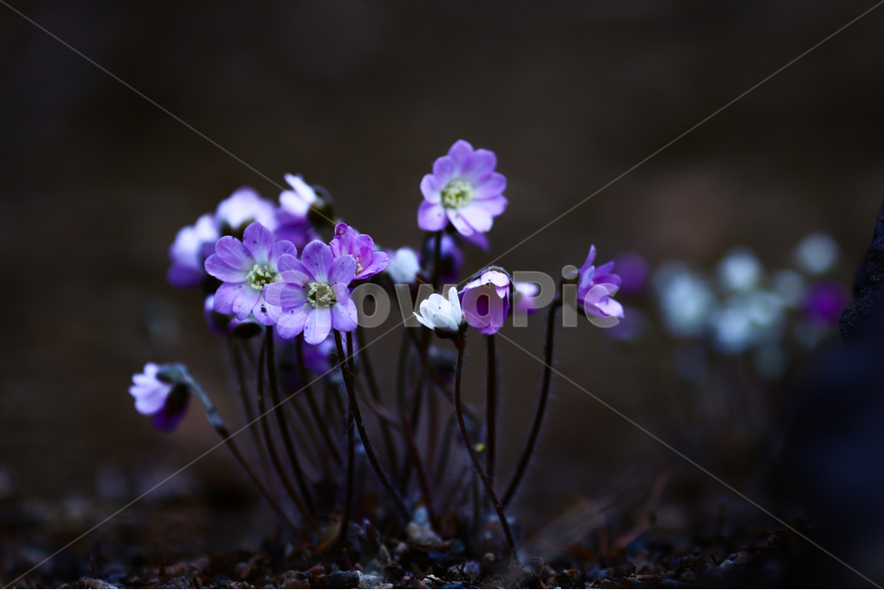 봄,꽃,들판,청노루귀,힐링,산책,공원,수목원,식물,자연,plants,nature,꽃,flower