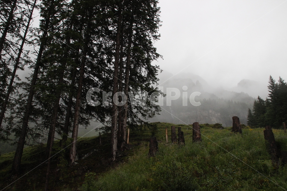 인터라켄,융프라우산,융프라우,스위스,interlaken,jungfraumt,jungfrau,swiss,switzerland,자연,풍경,nature,landscape,해외,외국,세계,foreign,oversea,world,세계자연풍경,해외자연풍경,외국자연풍경,world nature landscape,weather,날씨,outdoors,옥외,tree,나무,plant,식물
