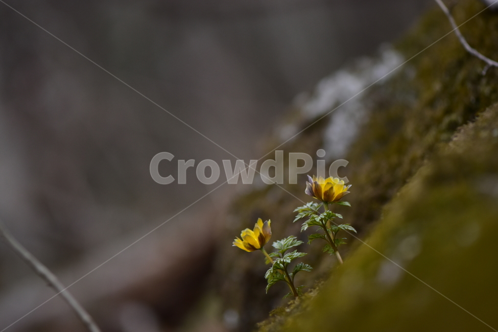 복수초,애기복수초,야생화,봄,꽃,풀꽃,자연,식물,식생,plants,nature,spring,season,flower