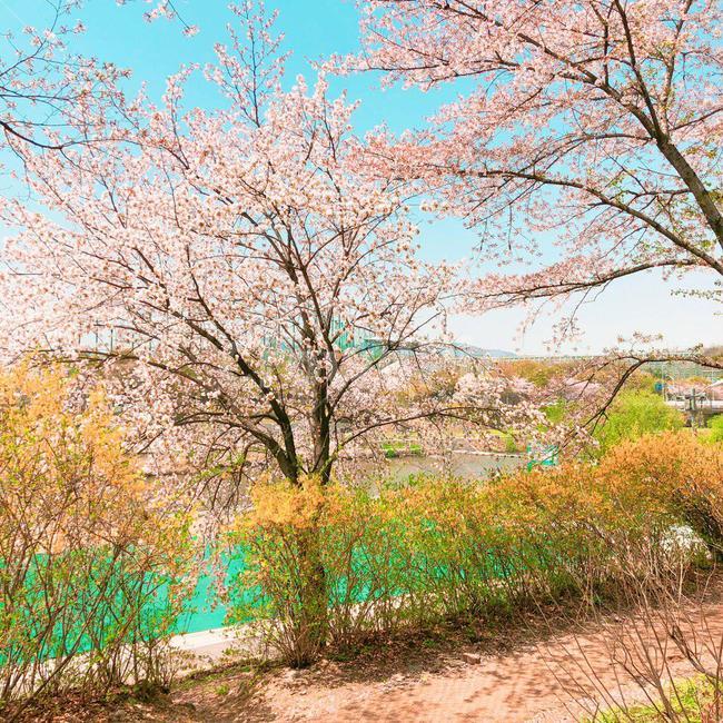벚꽃,벚꽃나무,blossom,벚나무,cherryblossoms,하늘,sky,나무,tree,trees,산책,산책로,kirsche
