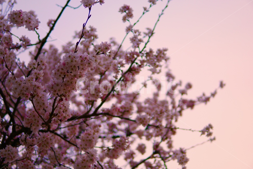 벚꽃,꽃,분홍,색감,감성,축제,벚꽃축제,봄,계절,spring,season,plant,식물,flower,blossom,cherry blossom