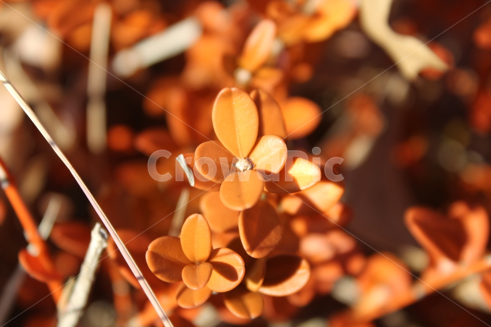 leaf,잎,plant,식물,tree