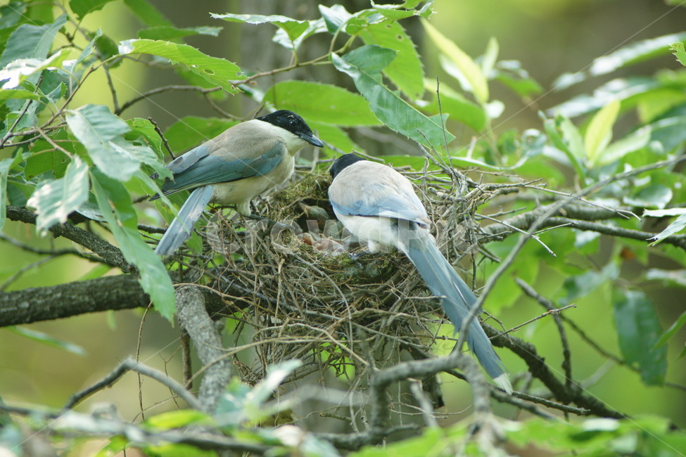 물까치,육추,가족,둥지,새,동물,animal,조류,새,birds