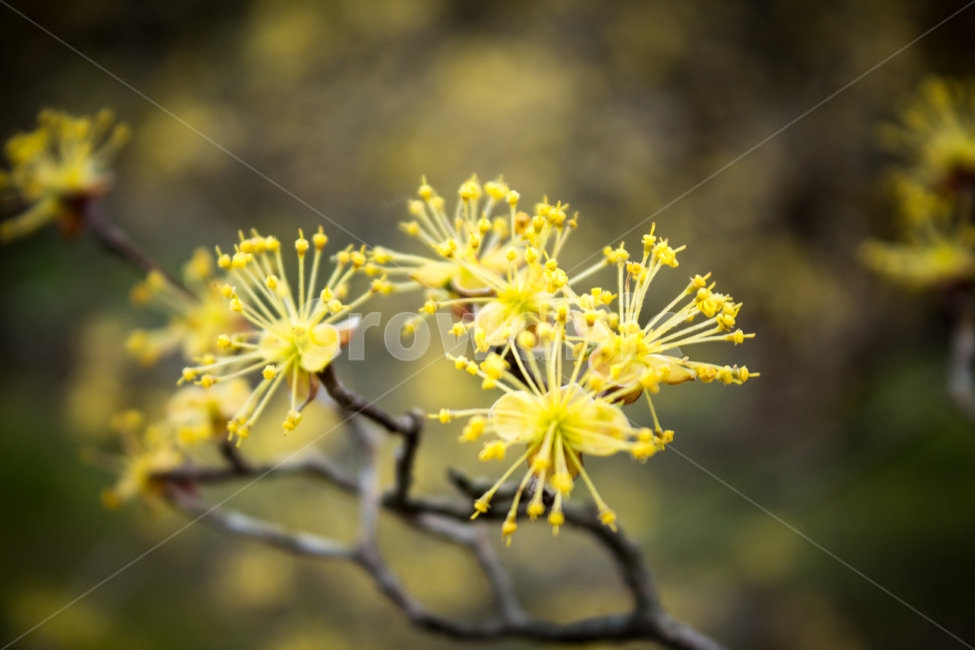 산수유,산수유꽃,봄꽃,꽃,flower,blossom,자연,nature,시골