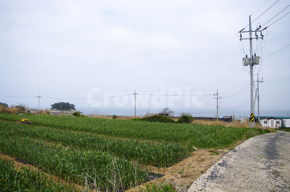 봄,spring,하늘,풍경,밭,시골,청산도,바다,시골,마을,풍경,landscape,country,rural,town,산업,industry,industrial,농업,농사,agriculture,farming,farming industry
