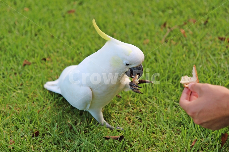 앵무새,parrot,코카투,cockatoo,whitecockatoo,동물,animal,조류,새,birds,사람,인물,인간,human,person,신체일부,몸,body