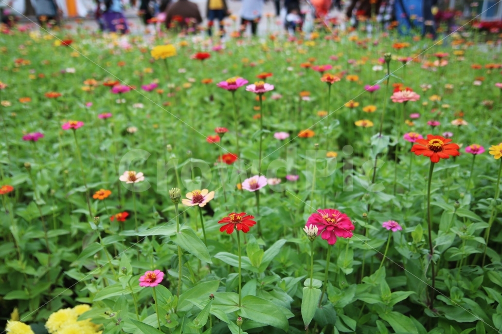 꽃,꽃밭,고양꽃축제,꽃축제,가을,flower,식물,자연,plants,nature,꽃,flower