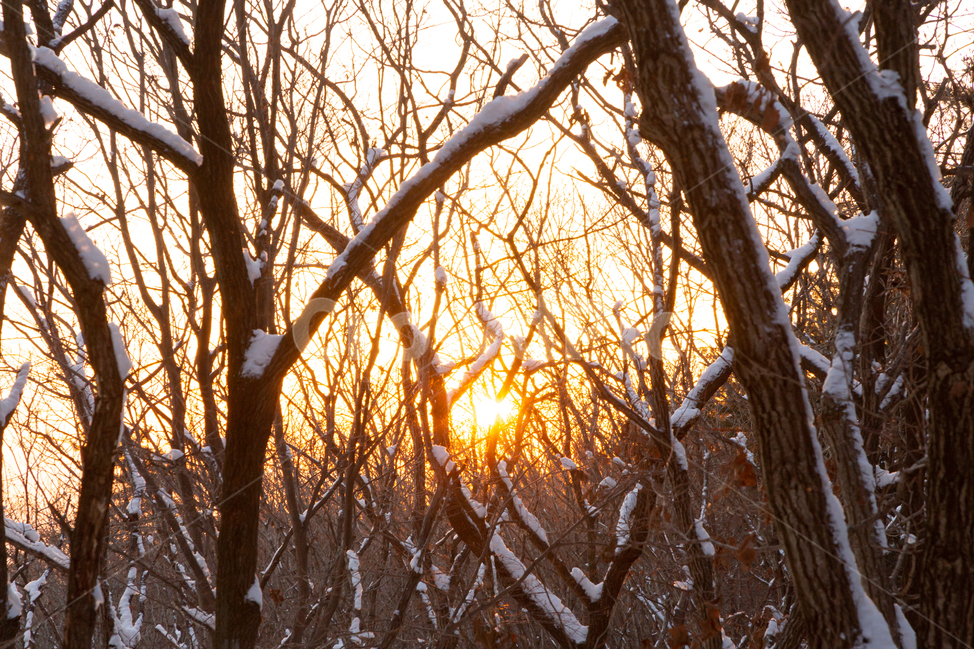 겨울,눈,흰색,자연,추위,겨울,계절,winter,season,자연,풍경,nature,landscape,식물,plants,나무,trees,wood,light,빛,flare,플레어,tree,plant