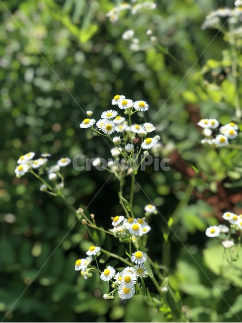 꽃,흰색,풀,자연,녹색,흰꽃,아웃포커스,식물,자연,plants,nature,꽃,flower