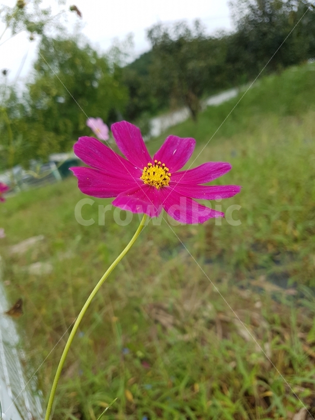 꽃,코스모스,가을,빨강,들녘,식물,자연,plants,nature,가을,계절,fall,autumn,season,꽃,flower,plant,blossom,petal,꽃잎,geranium,제라늄