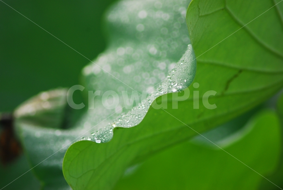 연잎,이슬,보케,식물,싱그러움,자연,식물,자연,plants,nature