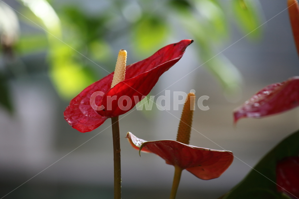 안스리움,꽃,식물,안수리움,flamingoflower,식물,자연,plants,nature,꽃,flower