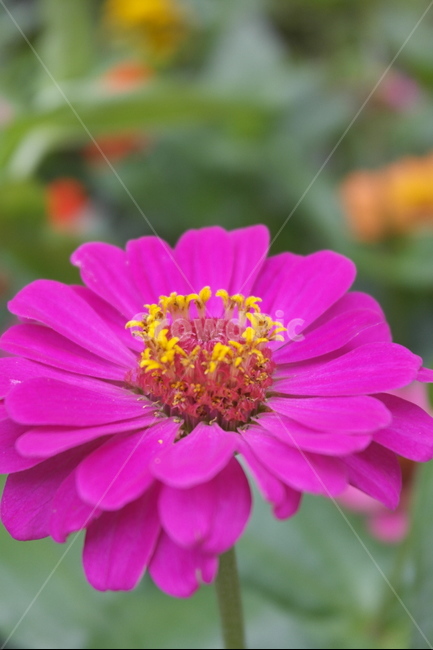 백일홍,초롱꽃목,국화과,한해살이풀,꽃,flower,식물도감,plant,beautiful,zinniaelegans,개량,식물,순수,pure,감성,꽃줄기,총포조각,7월,순결,핑크,퍼플,속씨식물,쌍떡잎,들꽃,illustrated plant book,꽃잎,내화피,암술,꽃밥,화관,갈래꽃,통꽃,수분,花冠,petal,內花被,외화피,꽃가루,충매화,돌려나기,방사대칭,양성화,화엽,꽃대,노란꽃,노란색,yellow,식물,자연,plants,nature,꽃,flower