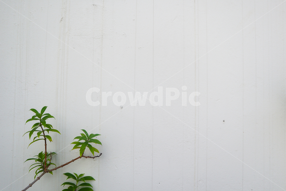 식물,plant,배경,background,흰벽,벽,여백,나무,녹색,흰색,갈색,나무가지,배경지