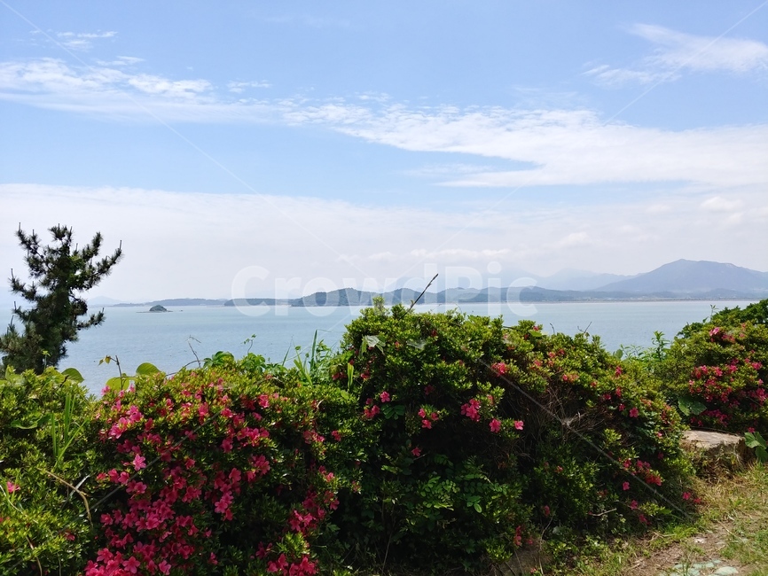강진,풍경,자연,식물,바다,하늘,sky,nature,sea,꽃,flower