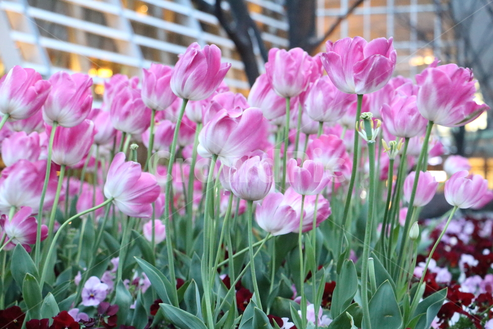 튤팁,꽃,봄꽃,꽃밭,봄,자연,풍경,식물,꽃송이,핑크색,하얀색,봄,계절,spring,season,식물,자연,plants,nature,꽃,flower,plant