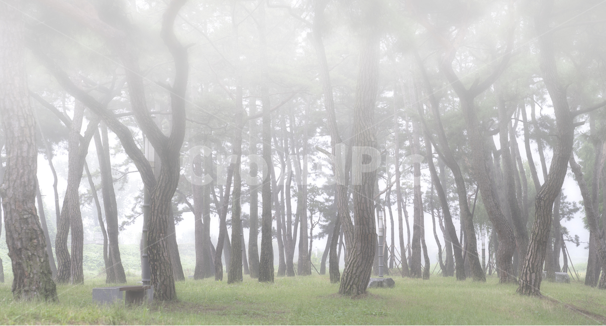 자연,풍경,식물,나무,소나무,소나무숲,숲,동산,소나무동산,안개,아침,풀밭,잔디밭,풀,남평,드들강,드들강유원지,강변,둔치,나주시,계절,여름