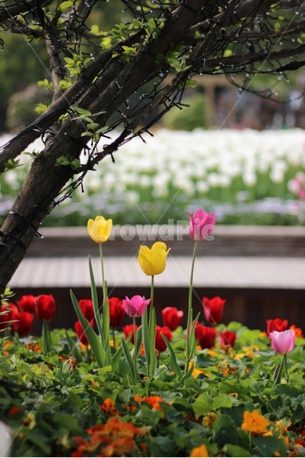 봄,꽃,봄꽃,튤립,나무,컬러,색감,분홍,노랑,빨강,spring,flower,color,tulip,yellow,pink,red,tree,봄,계절,spring,season,식물,자연,plants,nature,꽃,flower,plant