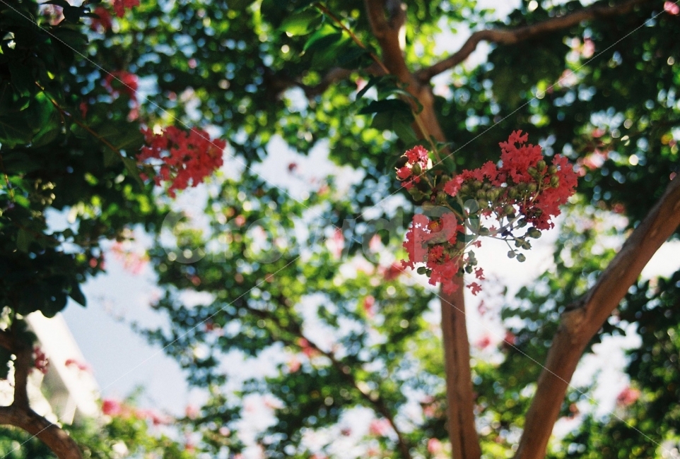 여름,배롱나무,나뭇잎,핑크색꽃,하늘,식물,자연,plants,nature,꽃,flower,감성,sensible,feeling