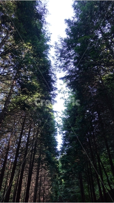 나무,숲,forest,tree,편백나무,히노키,hinoki,편백나무숲,산길,nature,자연,green,초록,하동,하동편백나무숲,물안골,물안골용용편백림