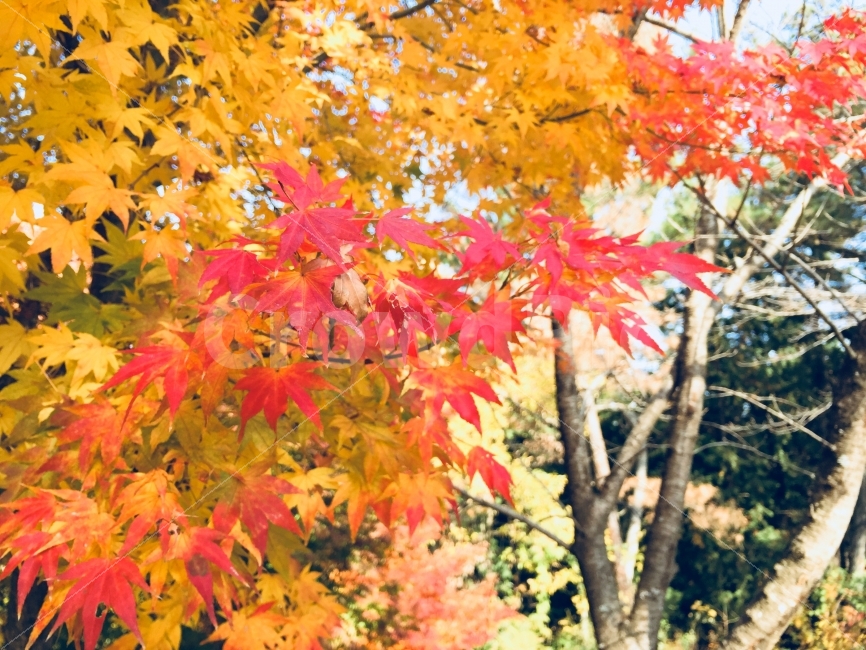 가을,단풍,자연,울긋불긋,풍경,나무,햇살,가을,계절,fall,autumn,season,식물,자연,plants,nature,나무,trees,wood,leaf,잎,plant,tree,maple