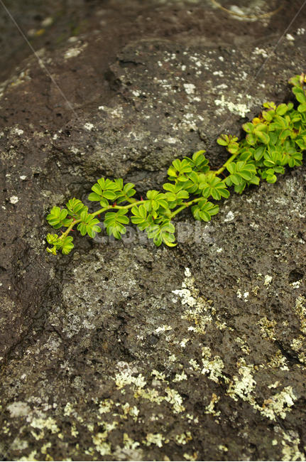 풀,식물,초록,plant,바위,식물,자연,plants,nature