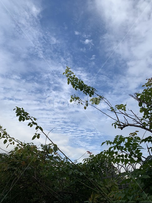 하늘,나무,식물,구름,풍경,sky,tree,plant,cloud,landscape