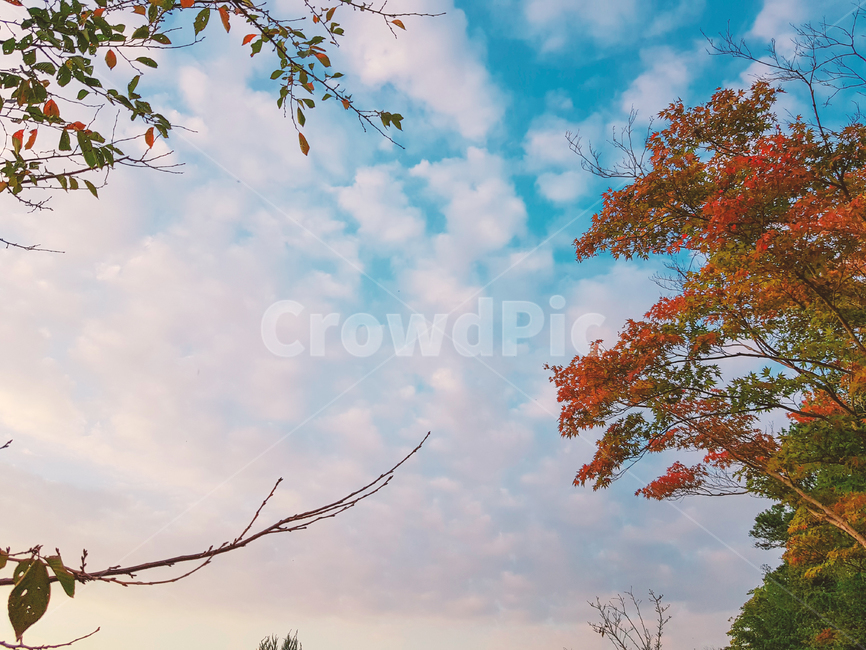 가을,단풍,가을하늘,구름,배경,감성,계절,단풍나무,자연,하늘,풍경,식물,fall,autumn,season,feeling,sensible,nature,maple,tree,plant,가을,계절,fall,autumn,season,식물,자연,plants,nature,나무,trees,wood