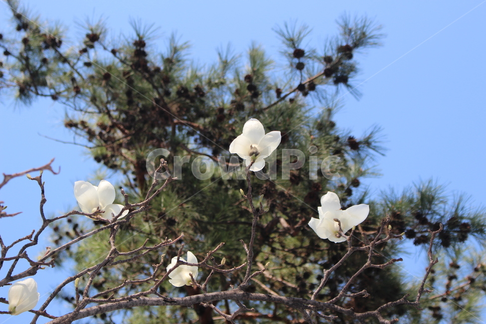 plant,식물,tree,나무,magnolia,flower,blossom,목련,꽃